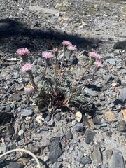 Chaenactis douglasii