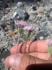 Chaenactis douglasii