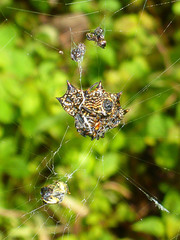 Gasteracantha cancriformis