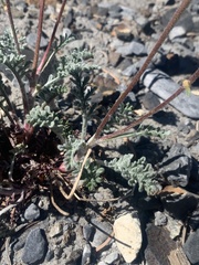 Chaenactis douglasii