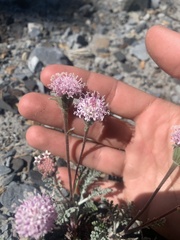 Chaenactis douglasii