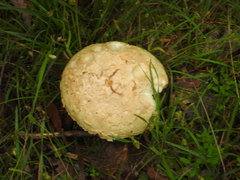 Amanita ochrophylloides