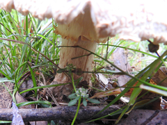 Amanita ochrophylloides