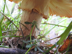 Amanita ochrophylloides
