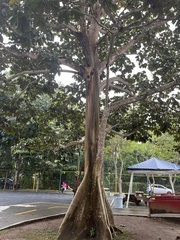 Sterculia apetala