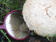 Amanita ochrophylloides