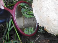 Amanita ochrophylloides