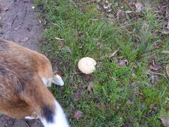 Amanita ochrophylloides
