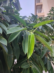 Ficus