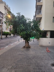 Ficus