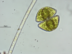 Staurastrum orbiculare
