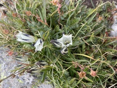Gentiana algida