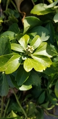 Pachysandra terminalis