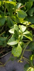 Pachysandra terminalis
