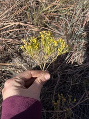 Gutierrezia sarothrae