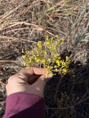 Gutierrezia sarothrae