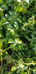 Pachysandra terminalis