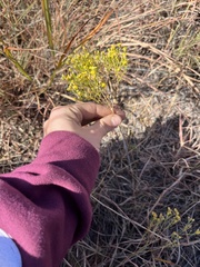 Gutierrezia sarothrae