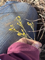 Gutierrezia sarothrae