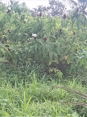 Hibiscus sabdariffa