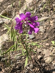 Clarkia pulchella