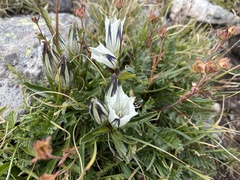 Gentiana algida