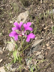 Clarkia pulchella