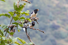 Urocissa flavirostris