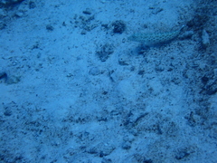 Parapercis hexophtalma