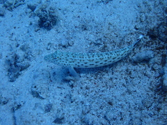 Parapercis hexophtalma