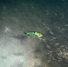 Mayaheros urophthalmus