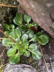 Saxifraga