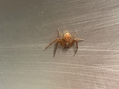 Xysticus