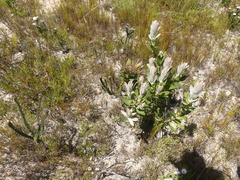 Protea compacta