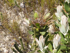 Protea compacta