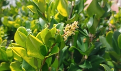 Ligustrum japonicum