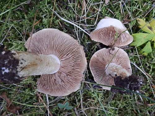 Hebeloma megacarpum image