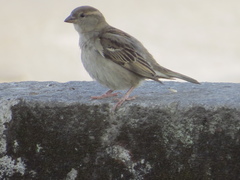 Passer domesticus