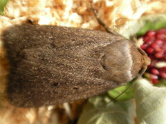 Amphipyra tragopoginis