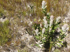 Protea compacta