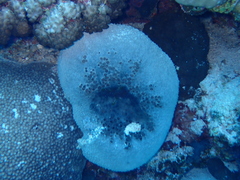 Ircinia echinata