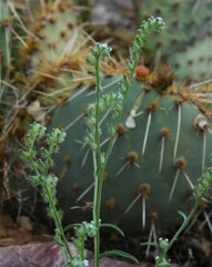 Cryptantha juniperensis