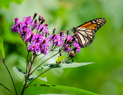 Vernonia gigantea