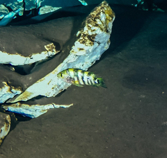 Mayaheros urophthalmus