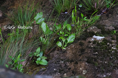 Pleione bulbocodioides