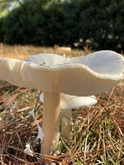 Amanita bisporigera