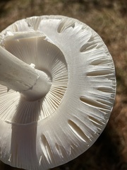 Amanita bisporigera