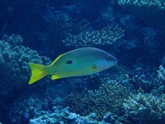 Lutjanus fulviflamma