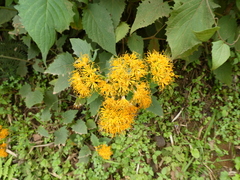 Gynura