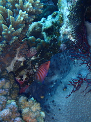 Pseudocheilinus hexataenia